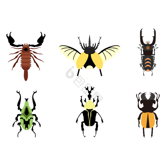 昆虫甲虫虫子图片