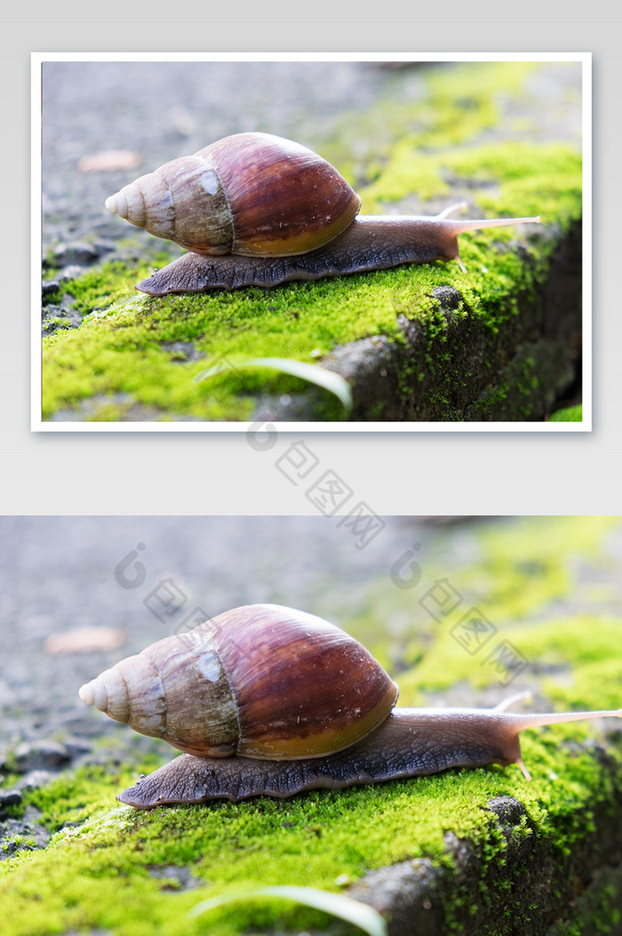 大气春季雨后谷雨节气蜗牛摄影图图片图片