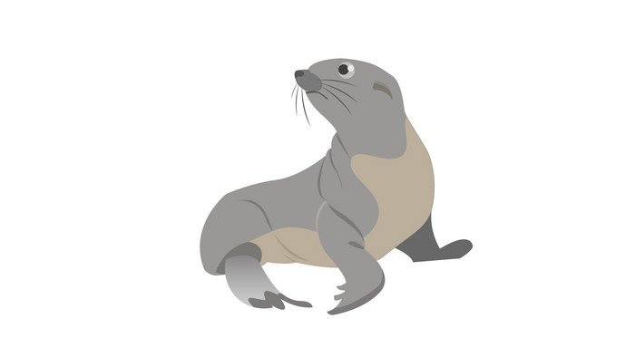 简约扁平画风哺乳动物类海狗mg动画