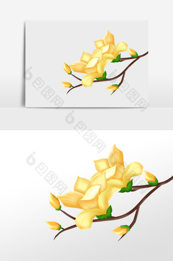 春天植物黄色玉兰花图片