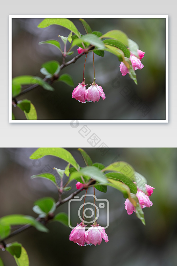春季雨后谷雨节气粉色花朵水滴摄影图