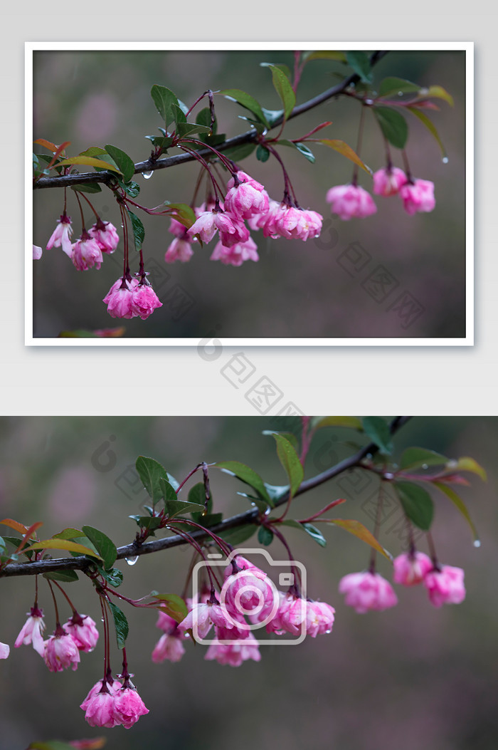 春季雨后粉色花朵水滴特写摄影图片