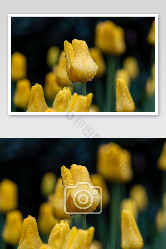 春季雨后黄色郁金香高清摄影图片