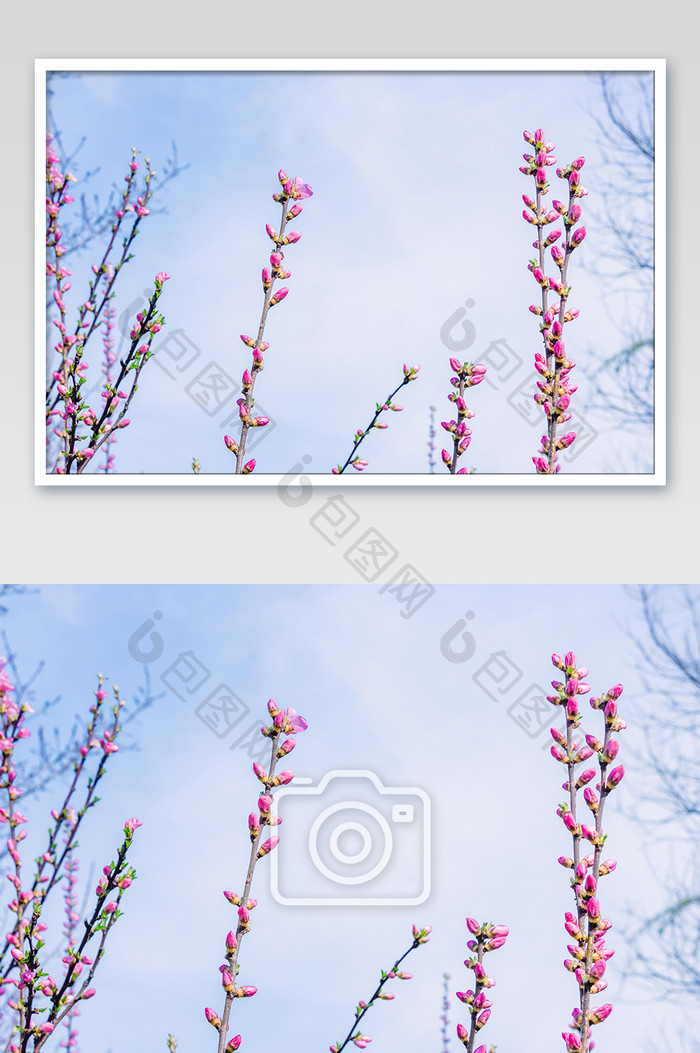 春季花苞花枝摄影图