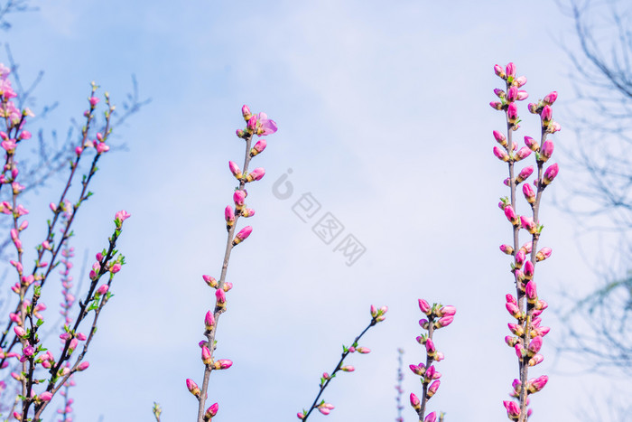 春季花苞花枝摄影图图片