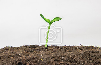 发芽的树苗绿叶摄影图图片
