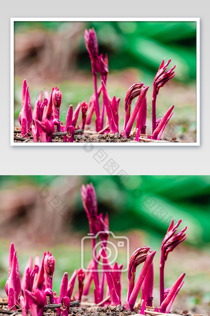 发芽的紫色植物枝条图片图片