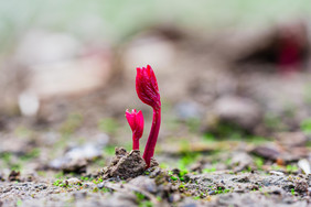 发芽的紫色小草摄影图