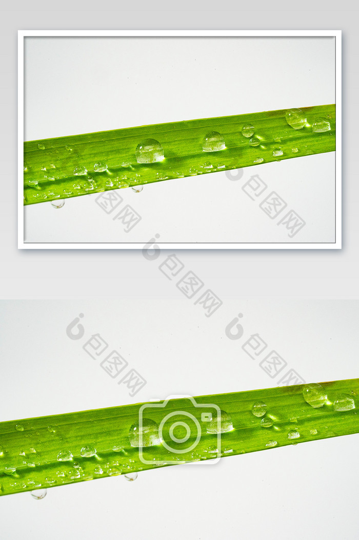 谷雨叶子上的水珠摄影图图片图片