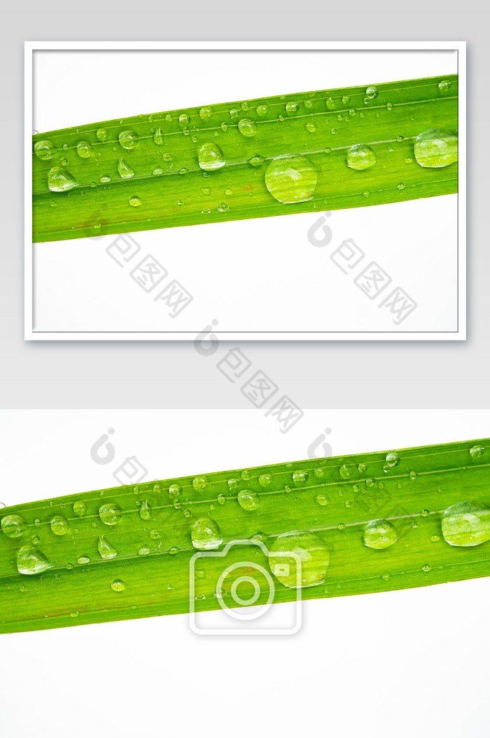 谷雨绿叶上的水滴图片图片