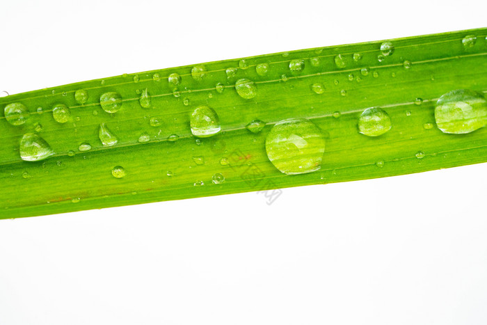 谷雨绿叶上的水滴图片