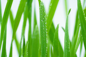 谷雨叶径上的水珠