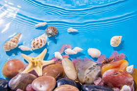 海面上的海螺贝壳