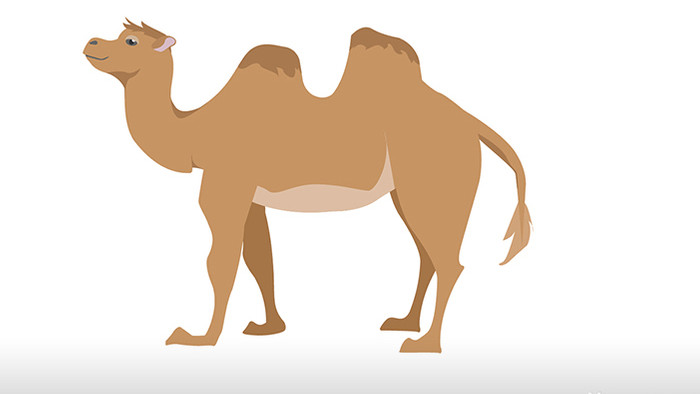 简约扁平画风哺乳动物类骆驼mg动画