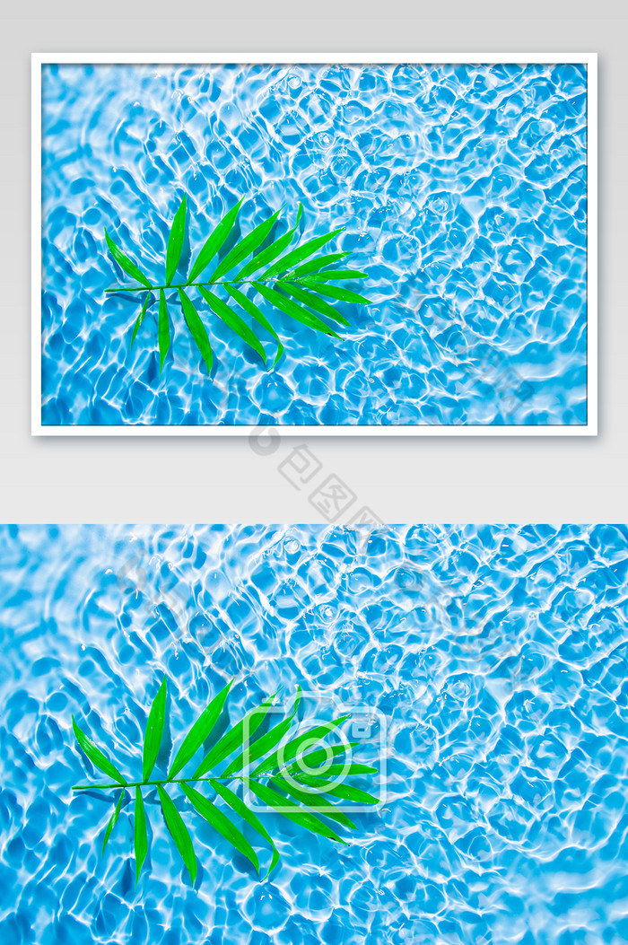 海面漂浮的叶子植物图片图片