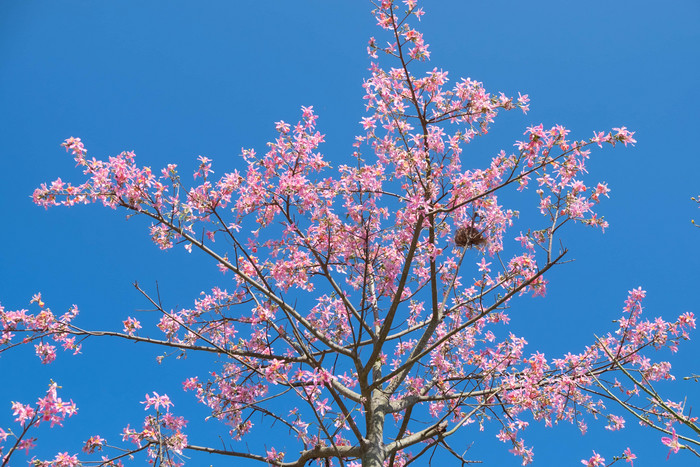 清新大气春天蓝天下的桃花摄影图图片