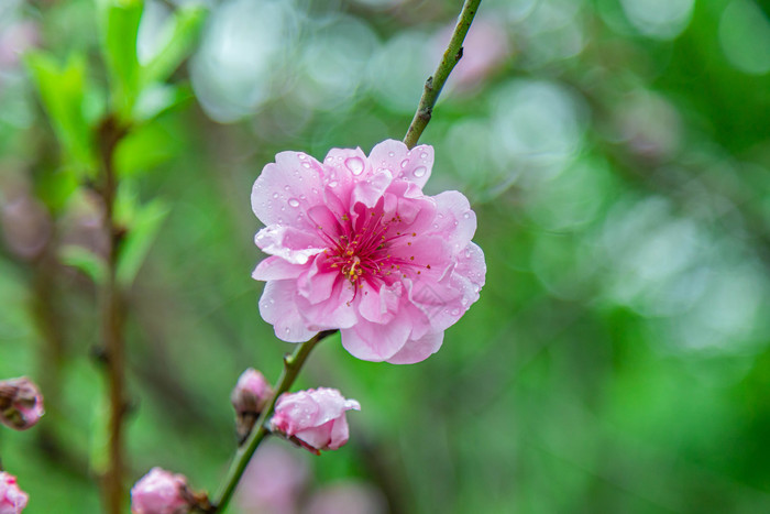 清新的唯美春季桃花摄影图图片