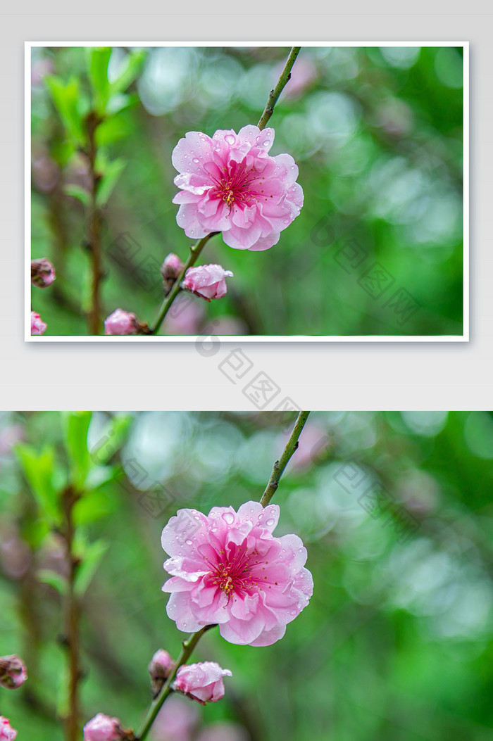 清新的唯美春季桃花摄影图
