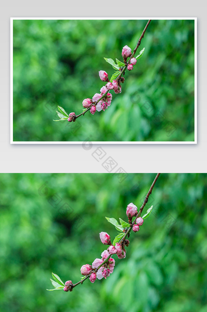 清新唯美的春季桃花摄影图