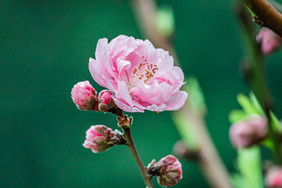 清新唯美春季桃花摄影图