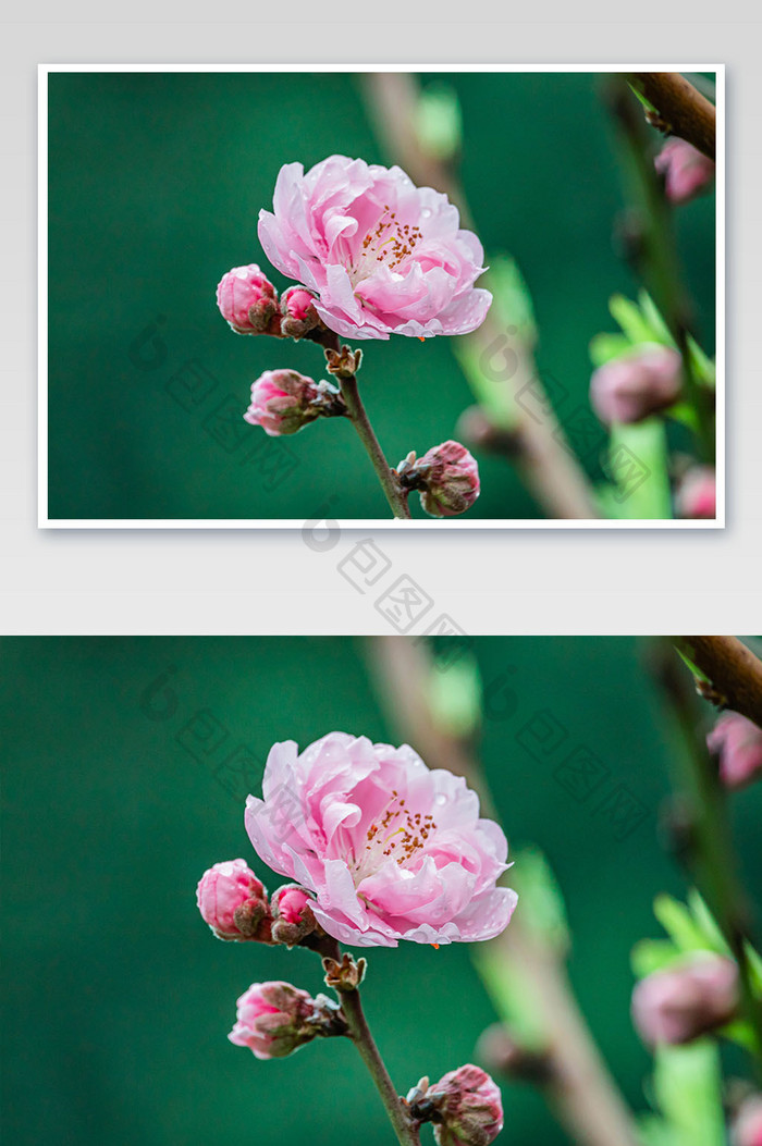 清新唯美春季桃花摄影图