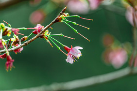 清新唯美春季桃花摄影