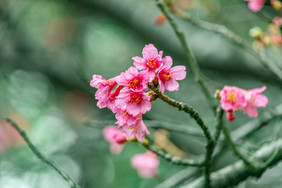 清新唯美春季桃花的摄影图