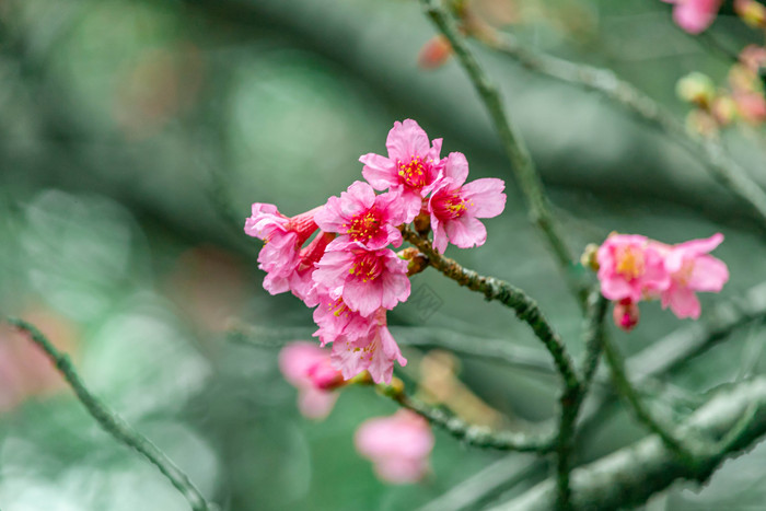 清新唯美春季桃花的摄影图图片