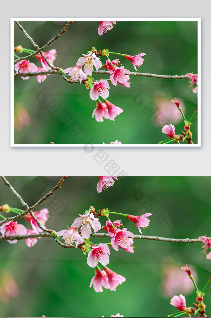 清新大气春天的山桃花摄影图