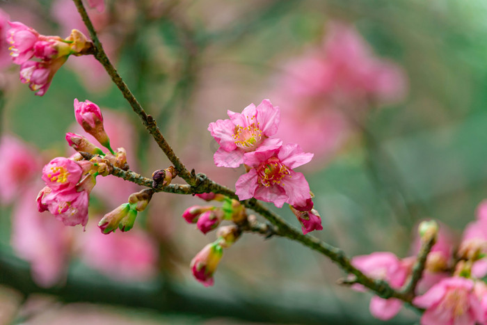 清新大气春天的山桃花摄影图片