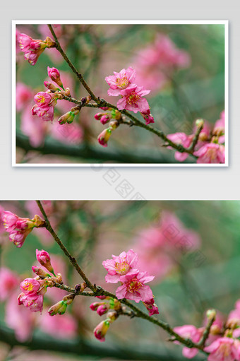 清新大气春天的山桃花摄影图片