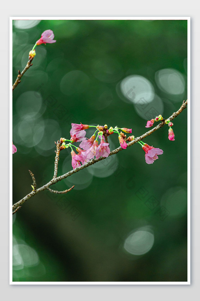 大气春天的山桃花摄影图图片图片