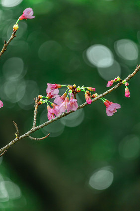 大气春天的山桃花摄影图