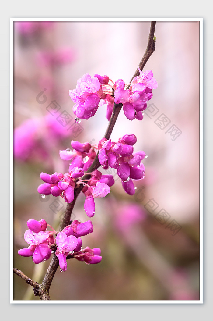 春天带雨珠的紫色花朵