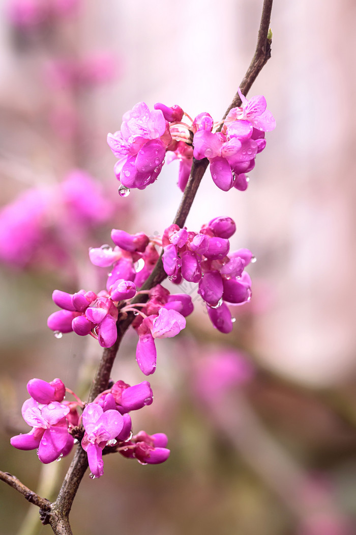 春天带雨珠的紫色花朵图片