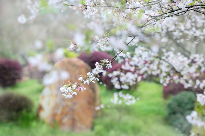 春景唯美樱花园林图片