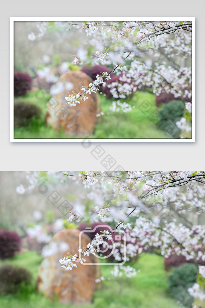 春景唯美樱花园林图片图片