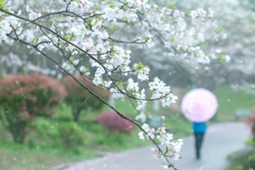 春天唯美樱花雨油伞