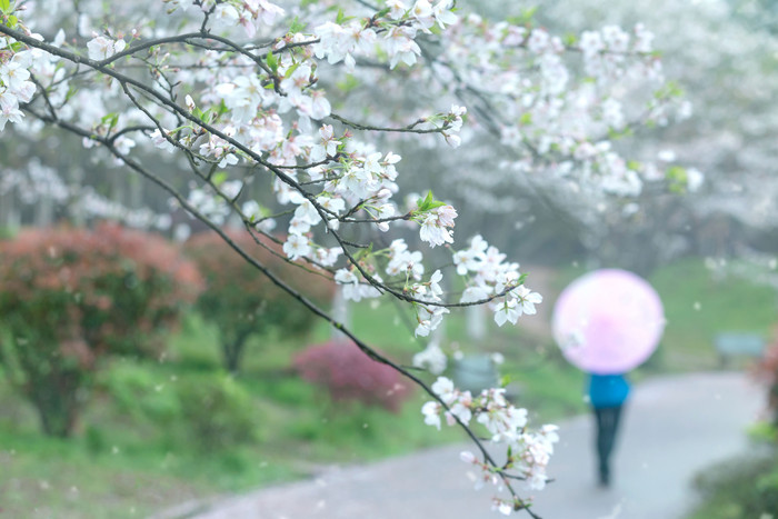 春天唯美樱花雨油伞图片