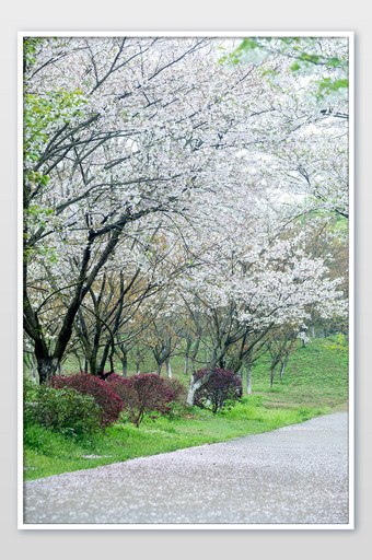 春天唯美樱花道白色落花图片