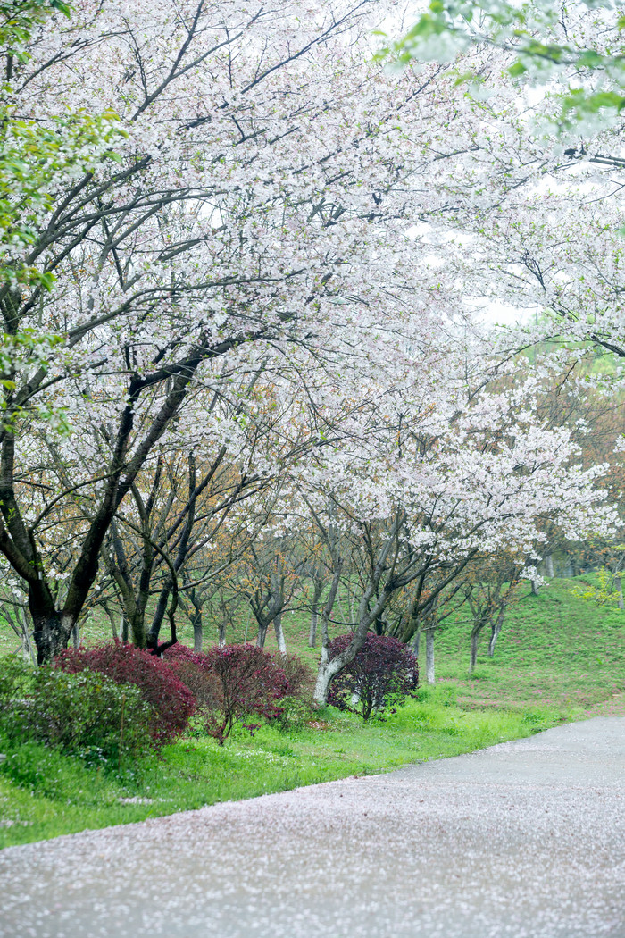 春天唯美樱花道白色落花图片