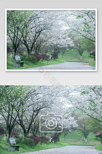 春天掉满落花的樱花道图片