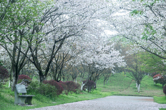 春天掉满落花的樱花道图片