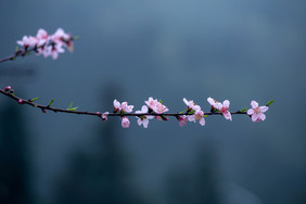 春天古风单枝桃花暗调