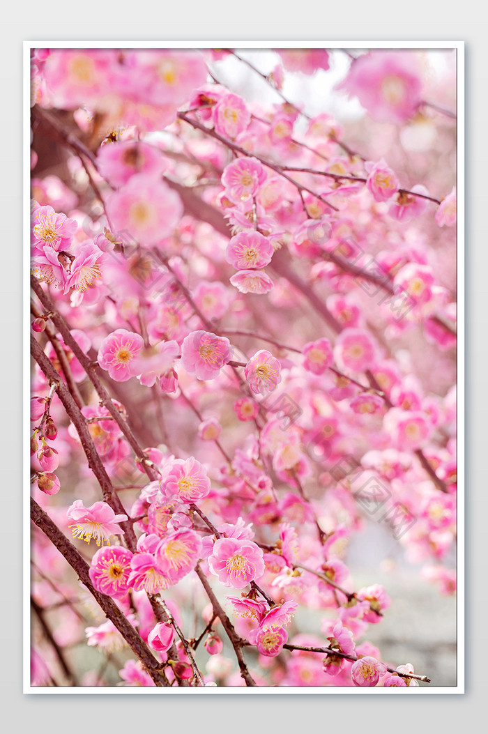 春天粉色花朵唯美海报背影