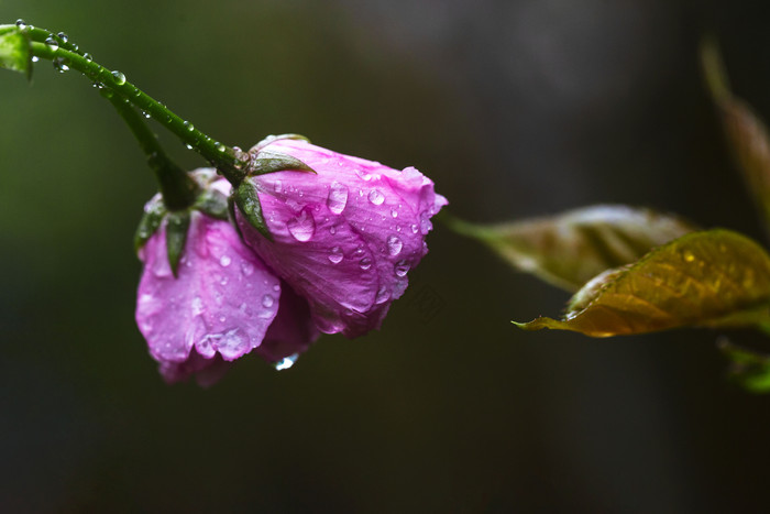 带雨珠雨水的樱花花朵图片