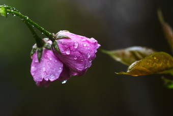 带雨珠雨水的樱花花朵