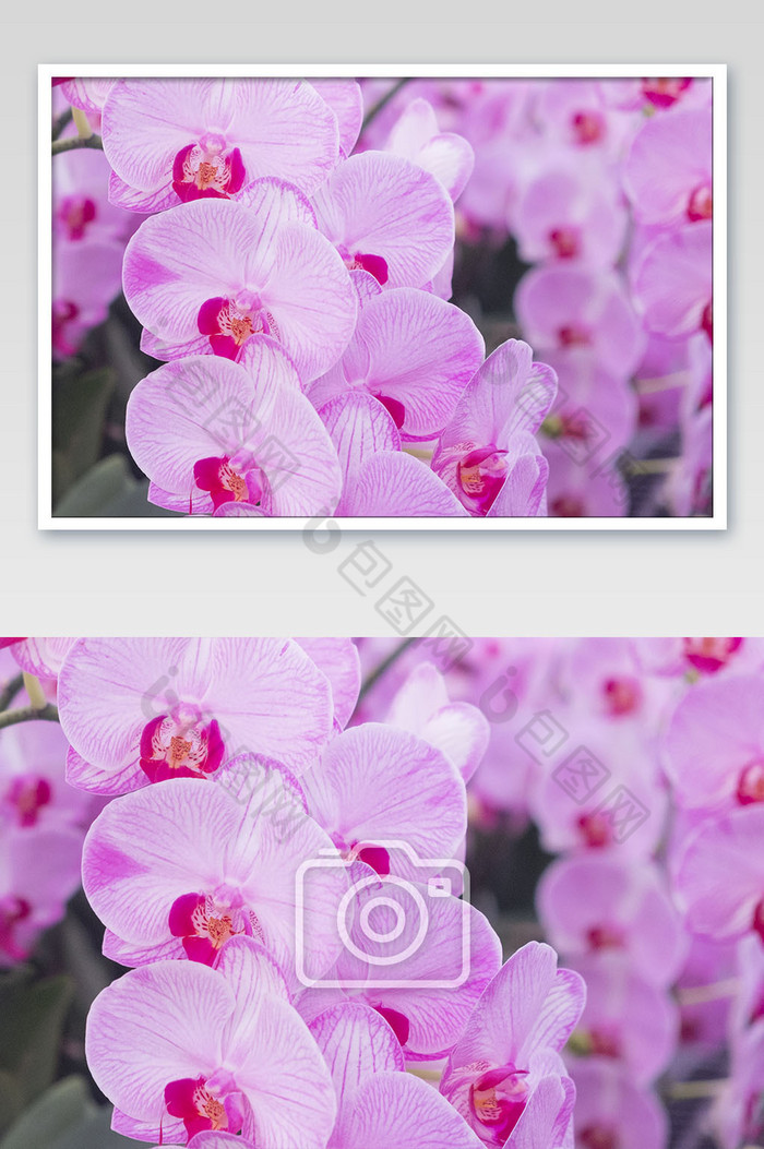 大气春季蝴蝶兰花丛摄影图图片图片