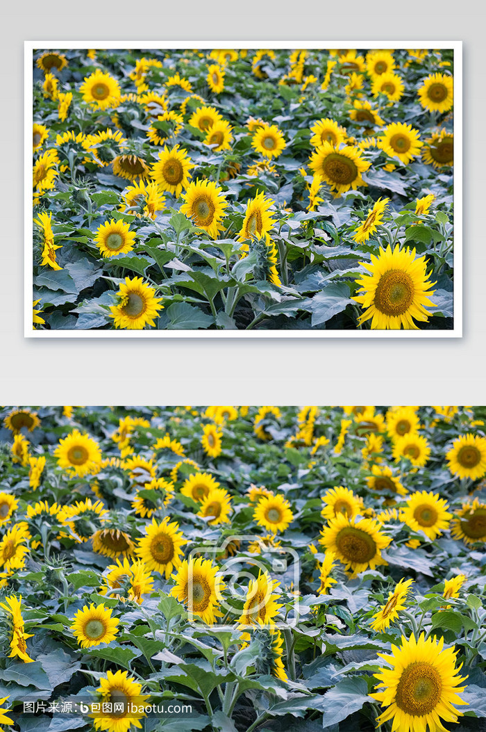清新的唯美春季向日葵花丛摄影图,包图网,图片,素材,模板,免费