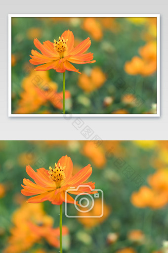 大气春季橘色小花摄影图图片